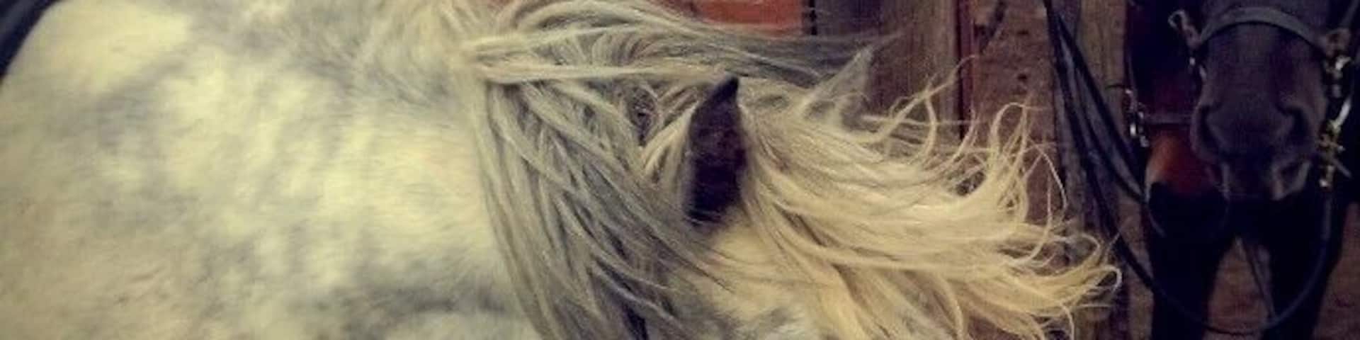 Riding the Icelandic Horse in Iceland was a dream come true! I went on a 3 hr trail ride through Mt Helgafeld Nature Park and although the weather wasn't the best I still enjoyed every minute of it! You can read about this adventure here: http://adventurej.com/2013/11/11/the-icelandic-horse/