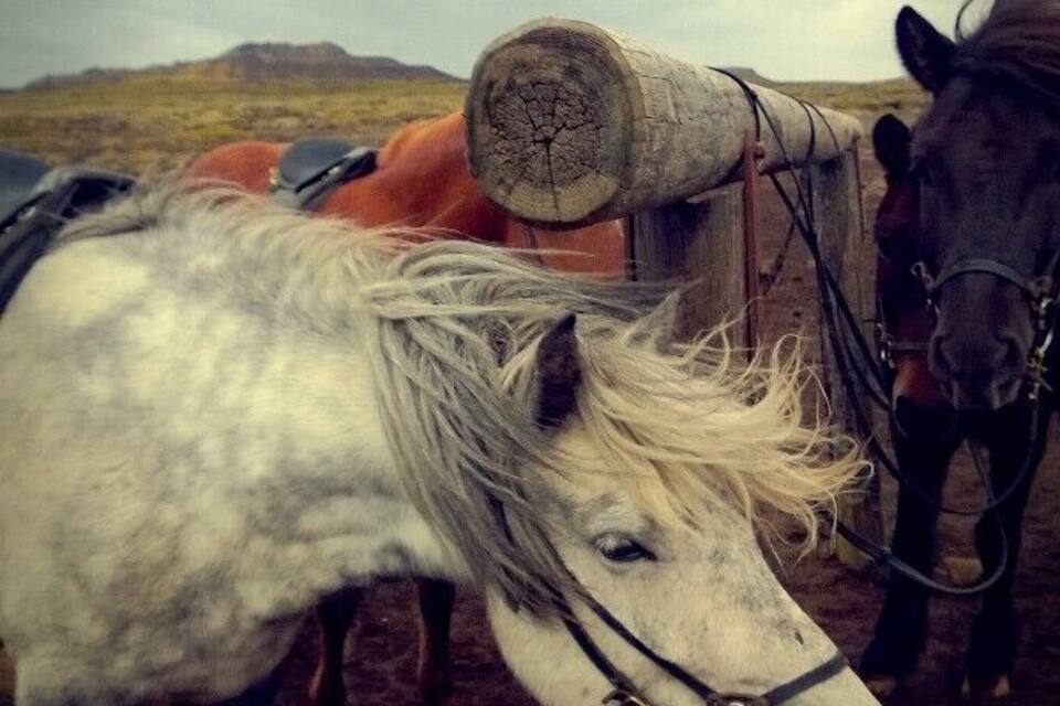 Un cheval blanc à la crinière blonde, attaché à un poteau en bois, avec un cheval noir en arrière-plan.