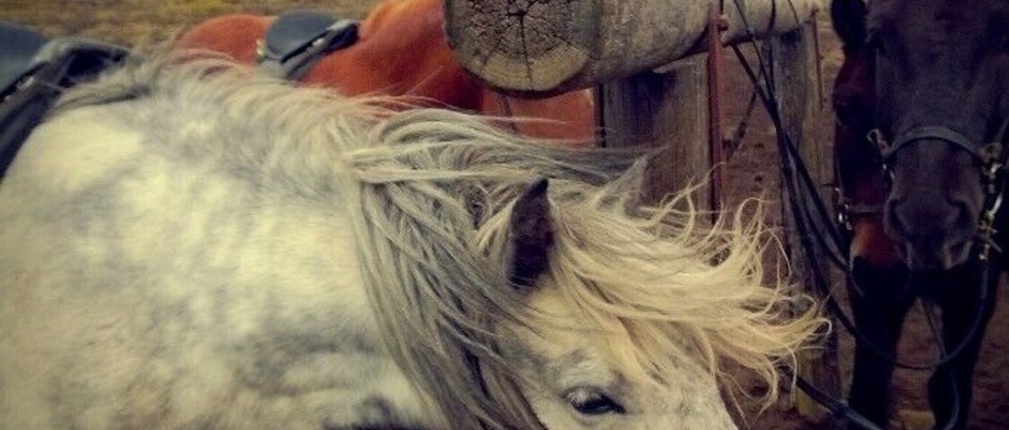 Riding the Icelandic Horse in Iceland was a dream come true! I went on a 3 hr trail ride through Mt Helgafeld Nature Park and although the weather wasn't the best I still enjoyed every minute of it! You can read about this adventure here: http://adventurej.com/2013/11/11/the-icelandic-horse/