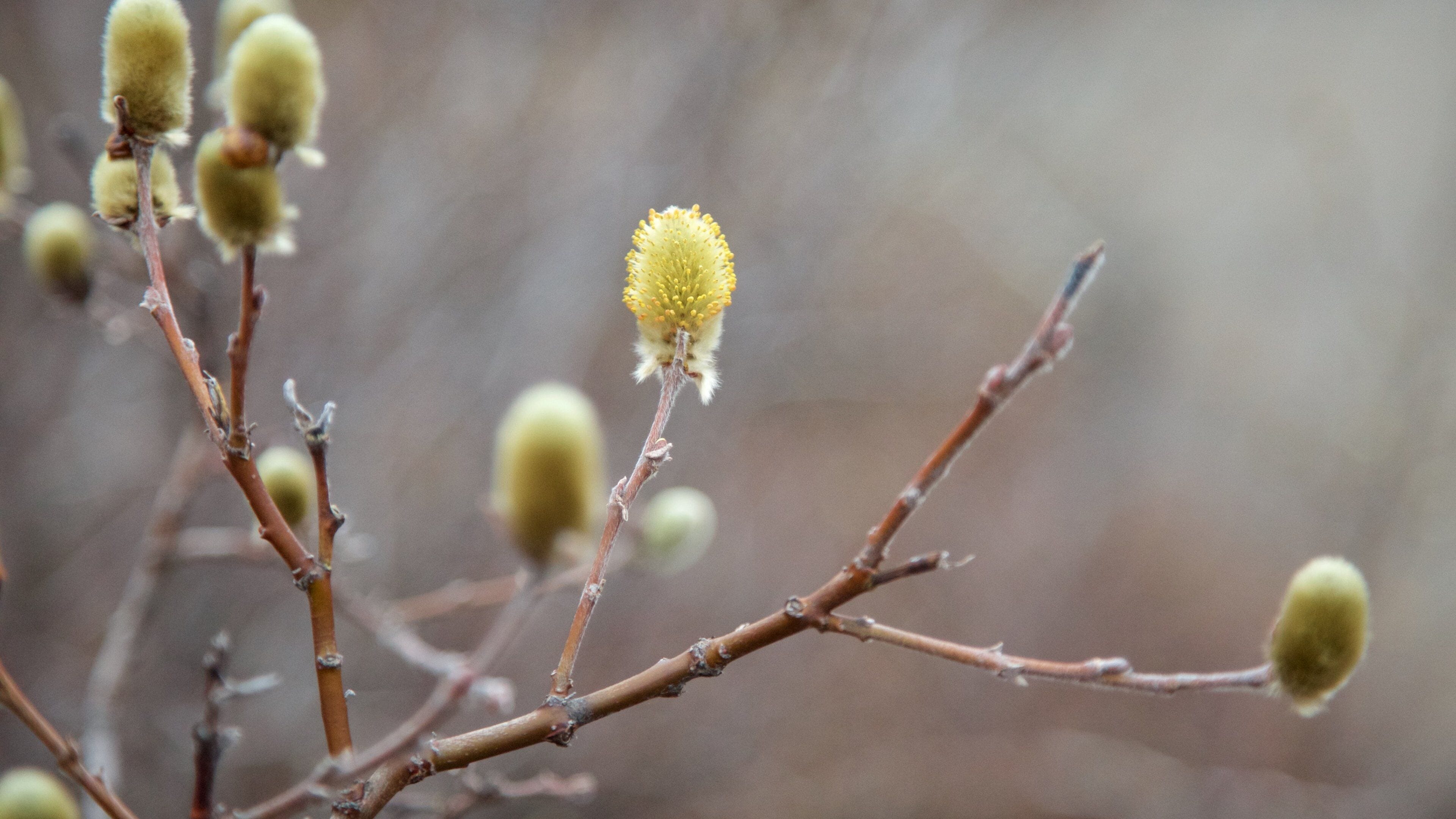 Dimmuborgir ofreciendo flores salvajes
