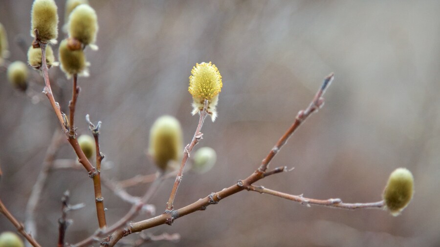 Dimmuborgir which includes wildflowers