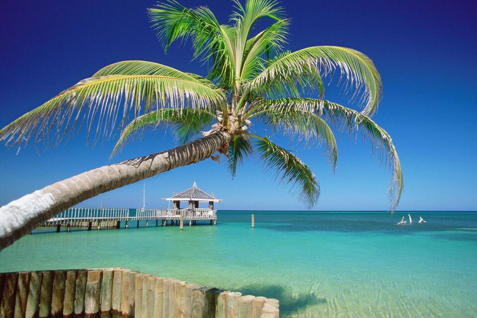 Eine Palme, klares türkisblaues Wasser und ein Holzsteg mit einem Pavillon.