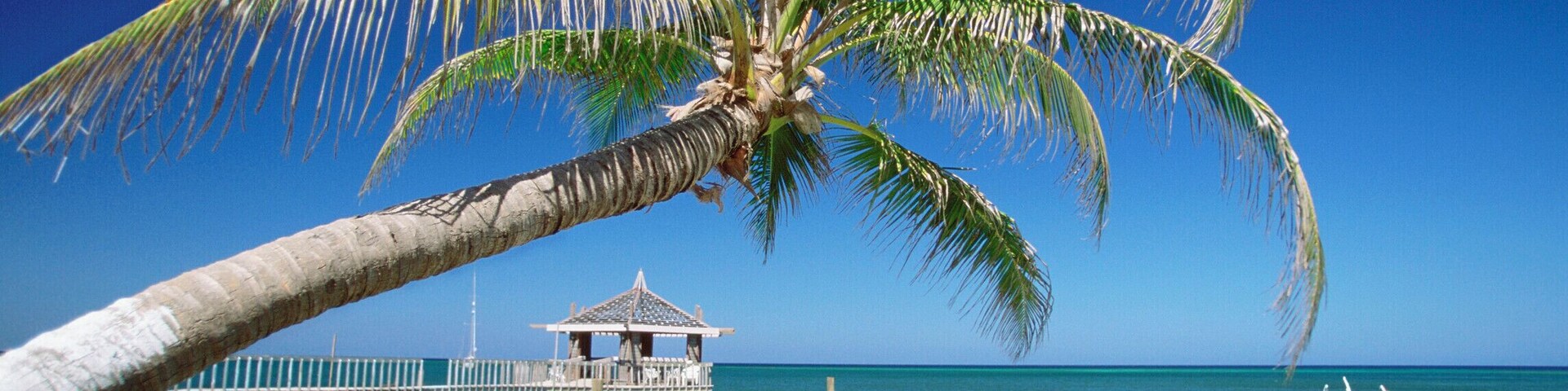 Caribbean, Honduras, Roatan Island, West End Beach, Palm tree on a beach