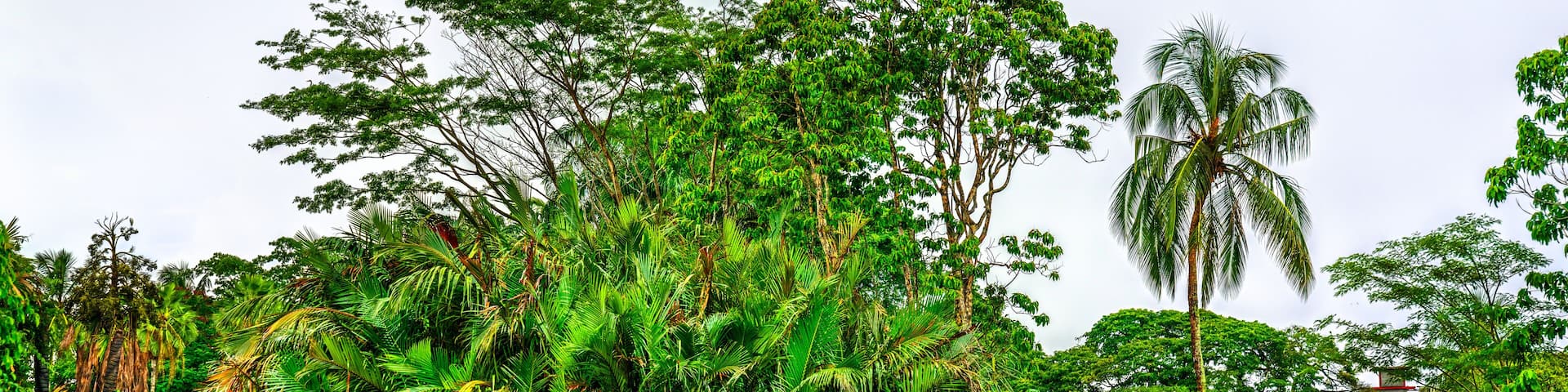 Guyana Botanical Gardens, a tropical botanical garden in Georgetown