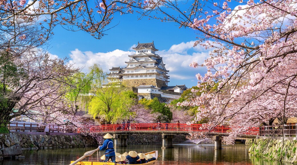 Himeji castle and cherry blossoms in spring, Japan.