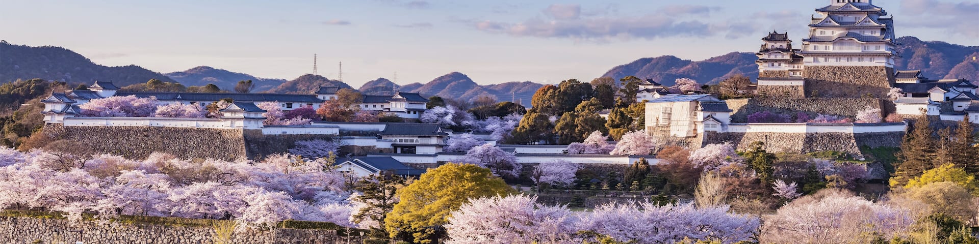 Japan Himeji castle with light up in sakura cherry blossom season
