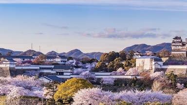 Japan Himeji castle with light up in sakura cherry blossom season
