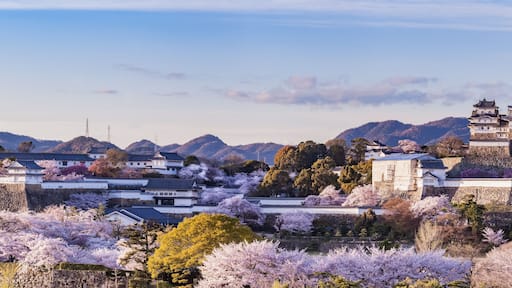 Japan Himeji castle with light up in sakura cherry blossom season