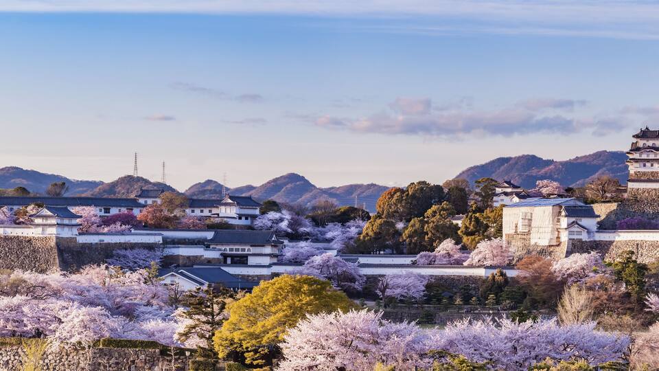 Japan Himeji castle with light up in sakura cherry blossom season