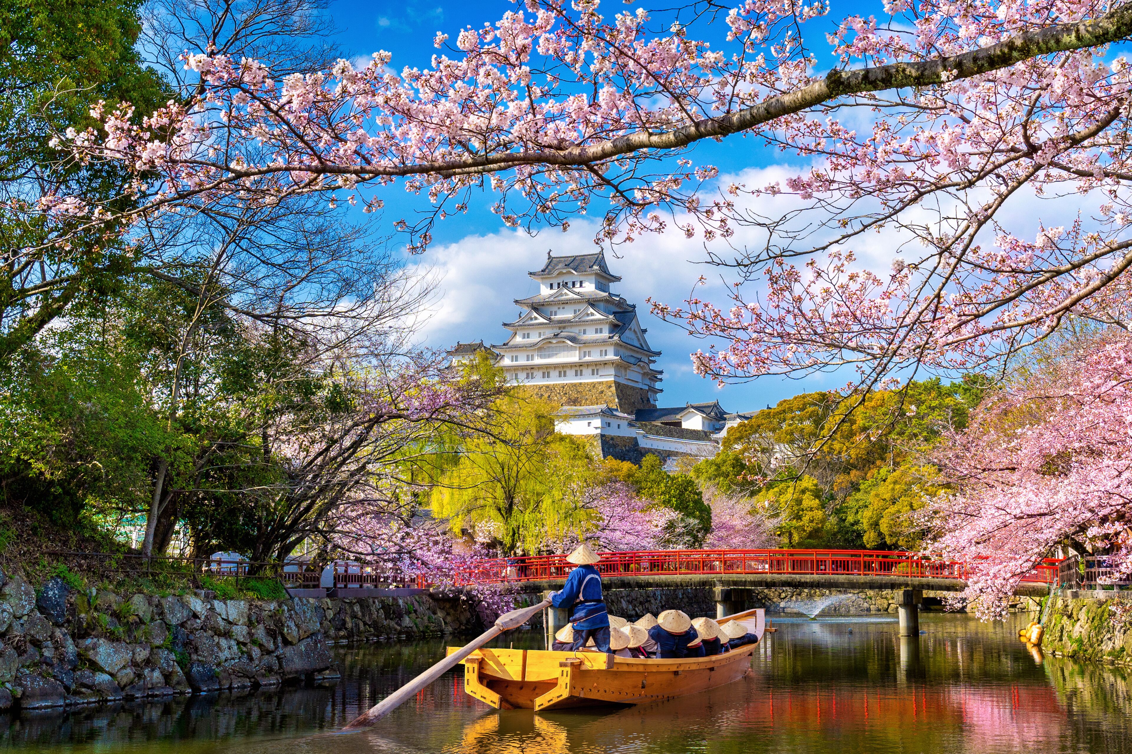 Cherry blossoms and castle in Himeji, Japan.