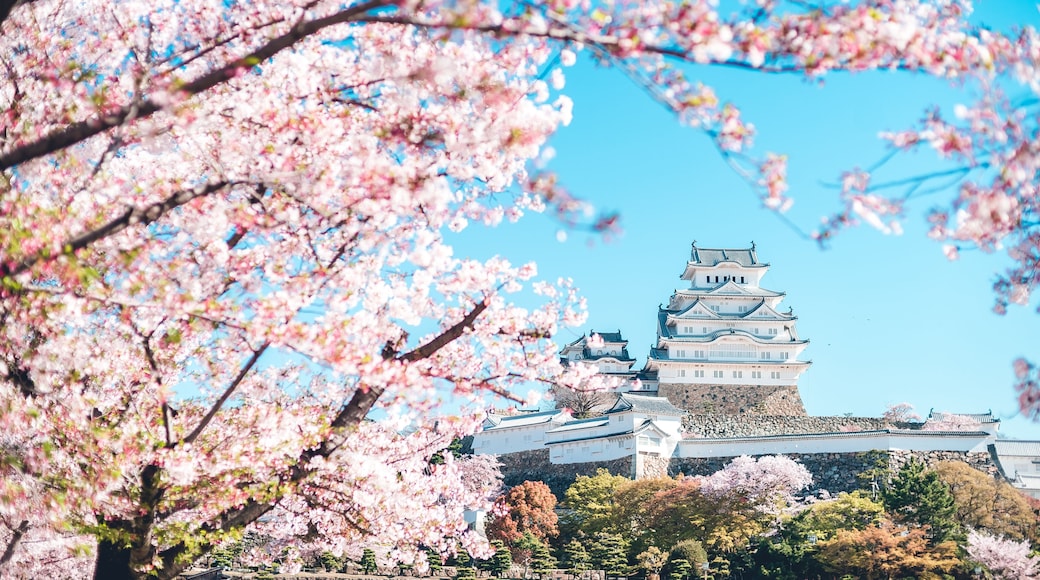 姫路城の桜 -Sakura- Cherry Blossoms and Himeji Castle