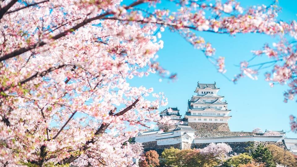 姫路城の桜 -Sakura- Cherry Blossoms and Himeji Castle