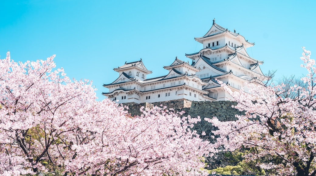 姫路城の桜 -Sakura- Cherry Blossoms and Himeji Castle