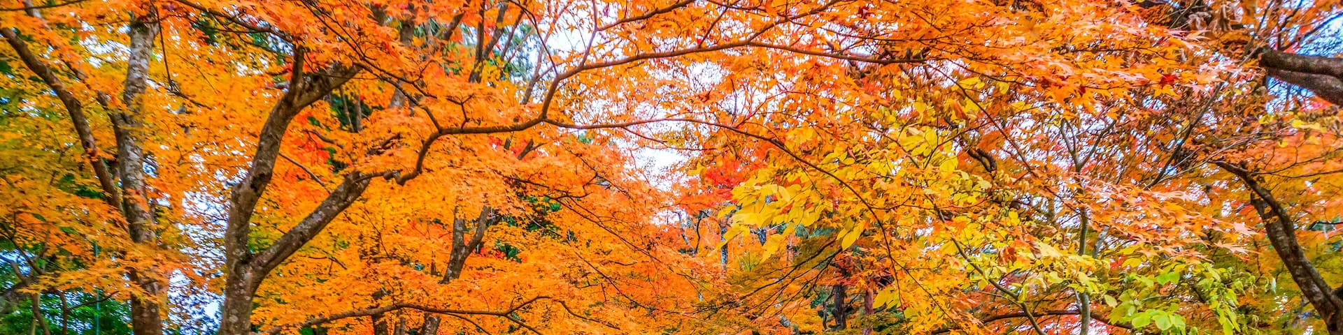 the golden path, photo taken at Nougakudo, Chusonji, Hiraizumi, Iwate