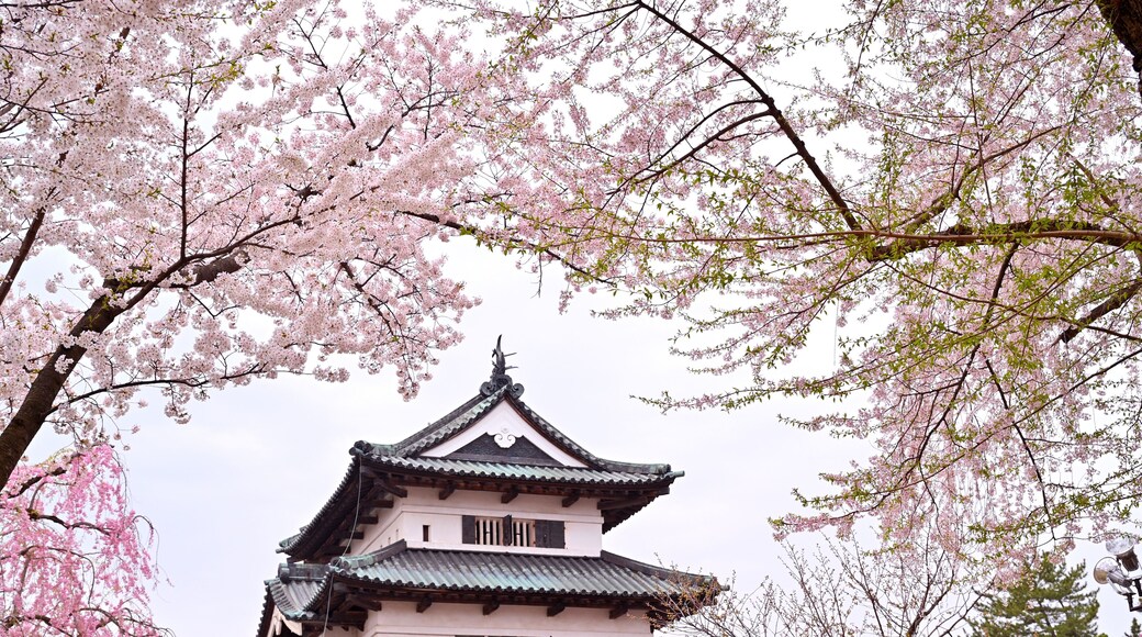 Cherry blossom or Sakura full bloom in the Hirosaki Castle traditional Japanese castle Park at Hirosaki Castle Park, Aomori, Japan
