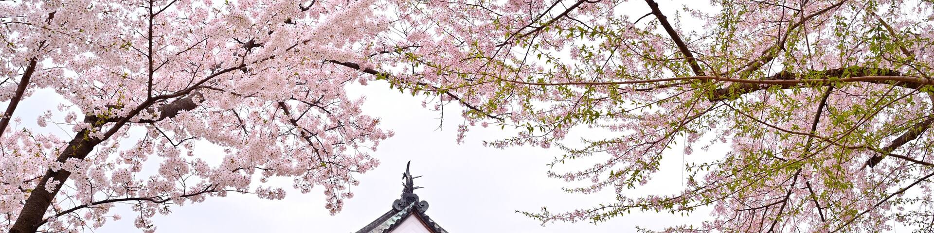 Cherry blossom or Sakura full bloom in the Hirosaki Castle traditional Japanese castle Park at Hirosaki Castle Park, Aomori, Japan
