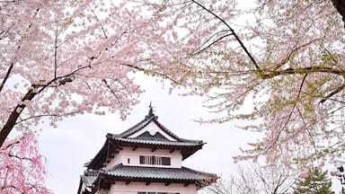 Cherry blossom or Sakura full bloom in the Hirosaki Castle traditional Japanese castle Park at Hirosaki Castle Park, Aomori, Japan