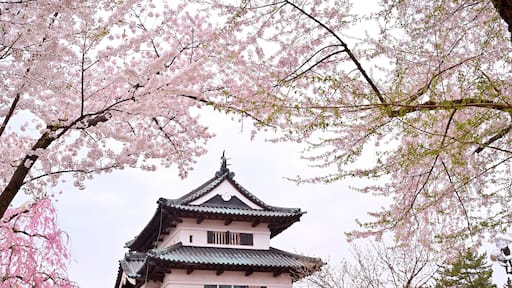 Cherry blossom or Sakura full bloom in the Hirosaki Castle traditional Japanese castle Park at Hirosaki Castle Park, Aomori, Japan