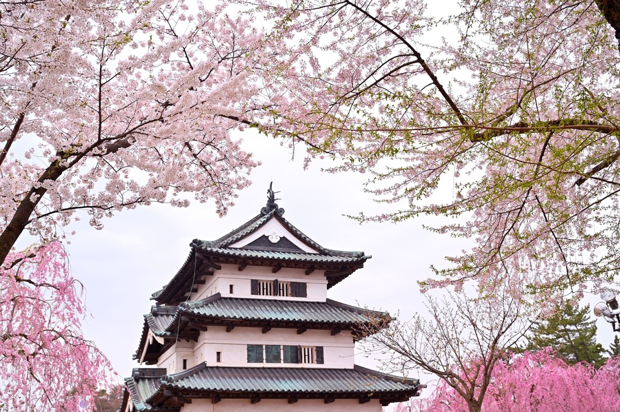 Cherry blossom or Sakura full bloom in the Hirosaki Castle traditional Japanese castle Park at Hirosaki Castle Park, Aomori, Japan