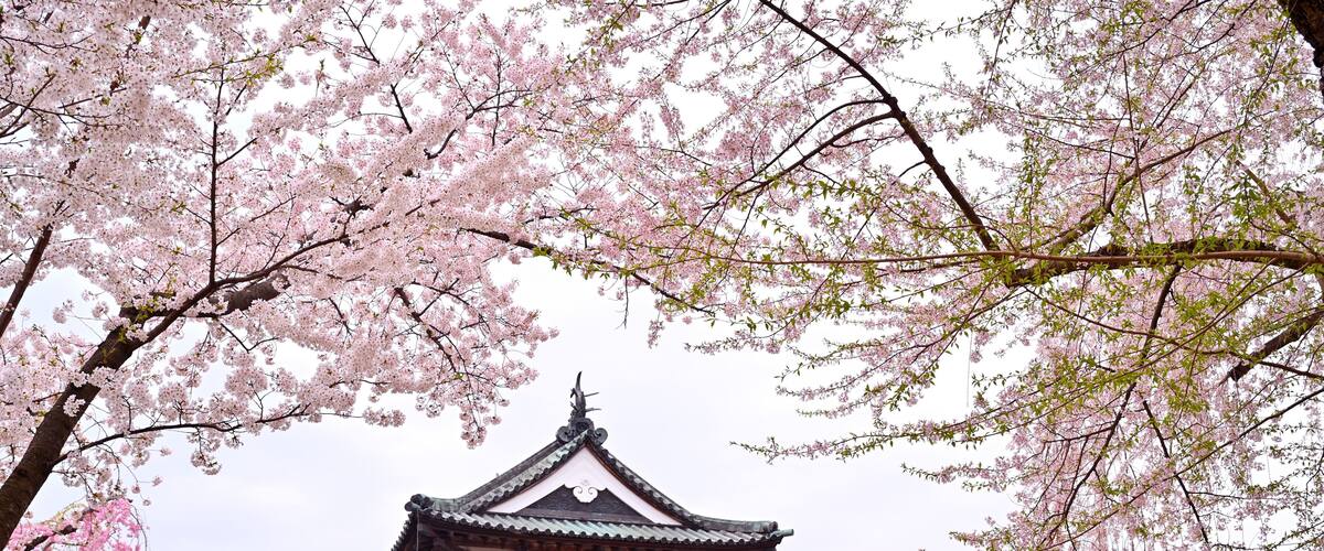 A traditional Japanese building with a multi-tiered roof, surrounded by cherry blossom trees.
