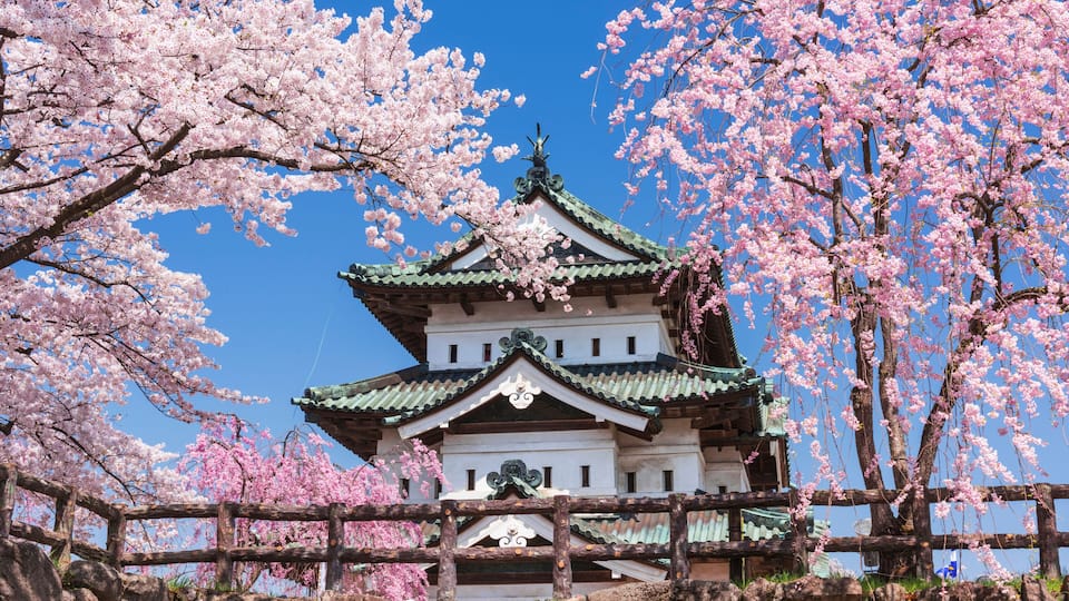 A traditional Japanese castle with cherry blossoms in full bloom.