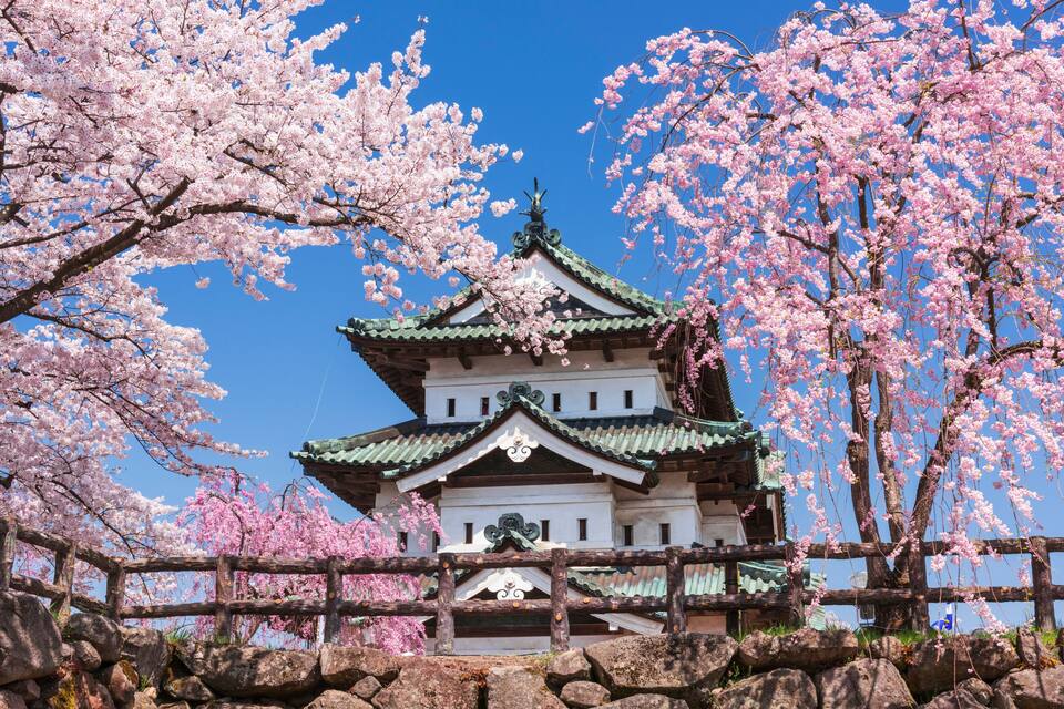 A traditional Japanese castle with cherry blossoms in full bloom.