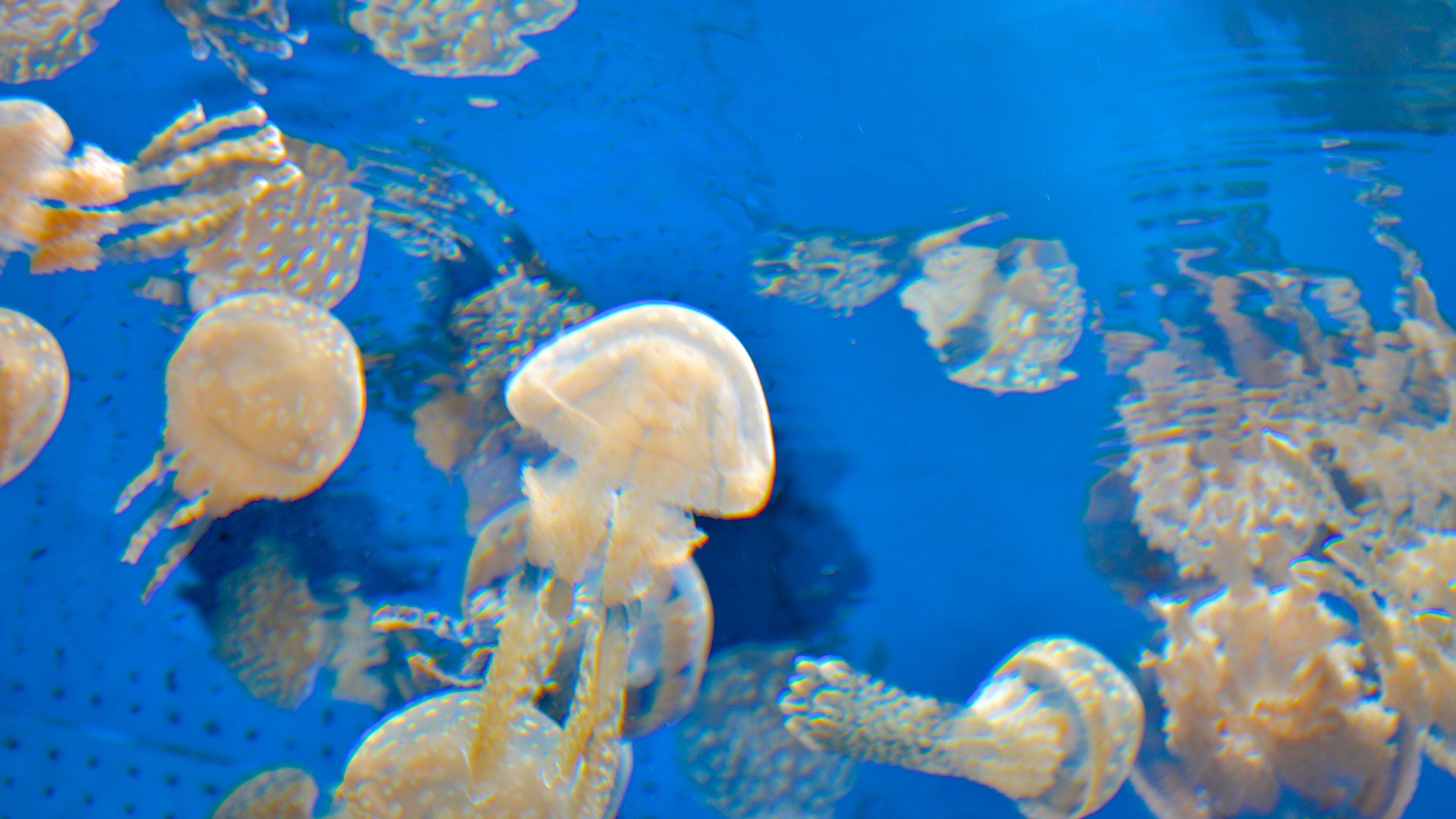 Miyajima Aquarium featuring marine life