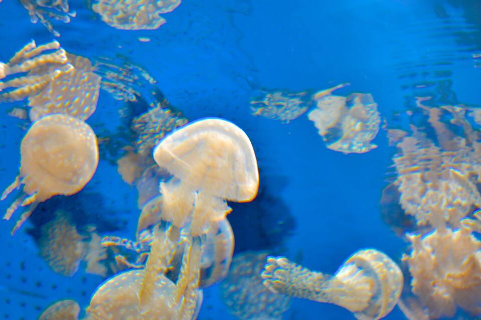 A group of jellyfish in clear blue water.