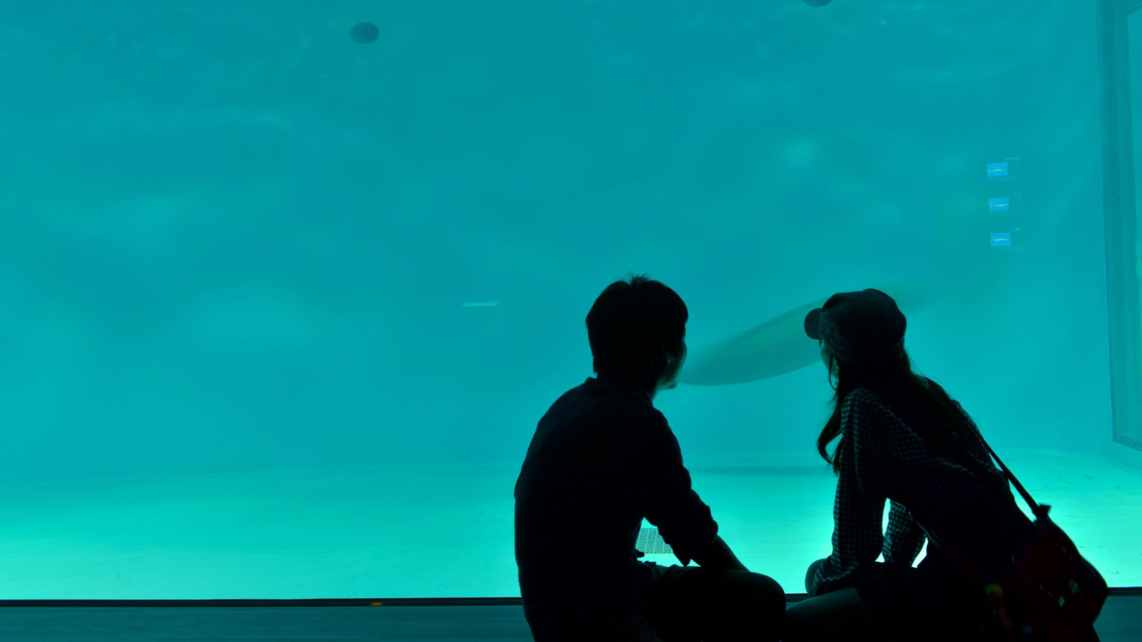 Miyajima Aquarium showing marine life as well as a couple