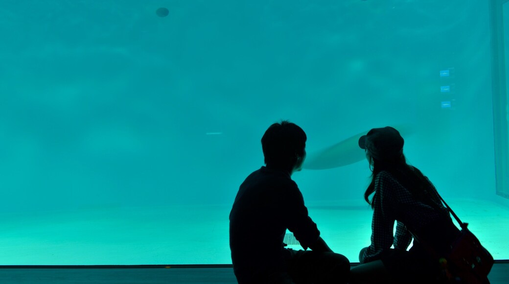 Miyajima Aquarium showing marine life as well as a couple