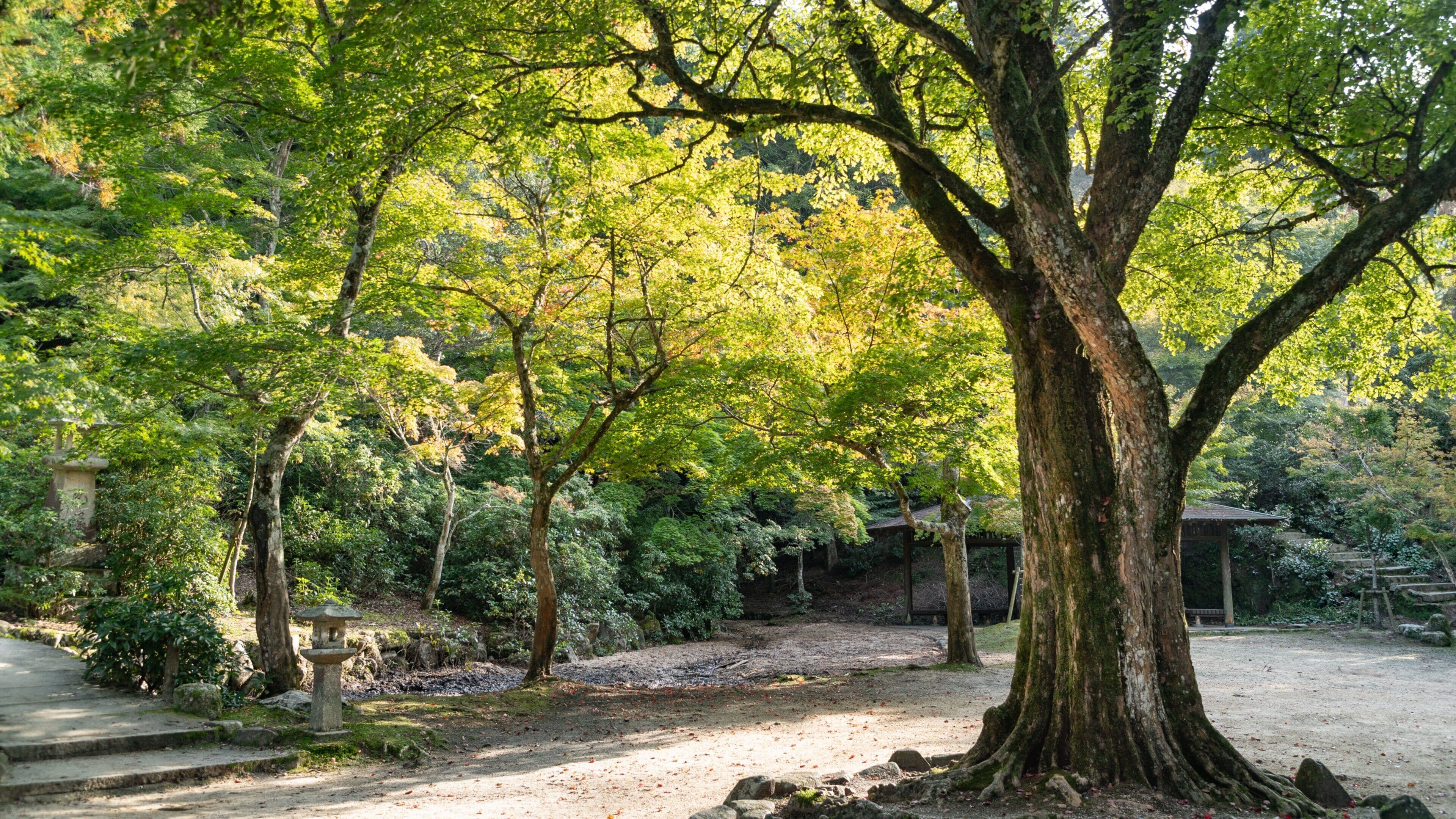 Momijidani Park featuring a garden