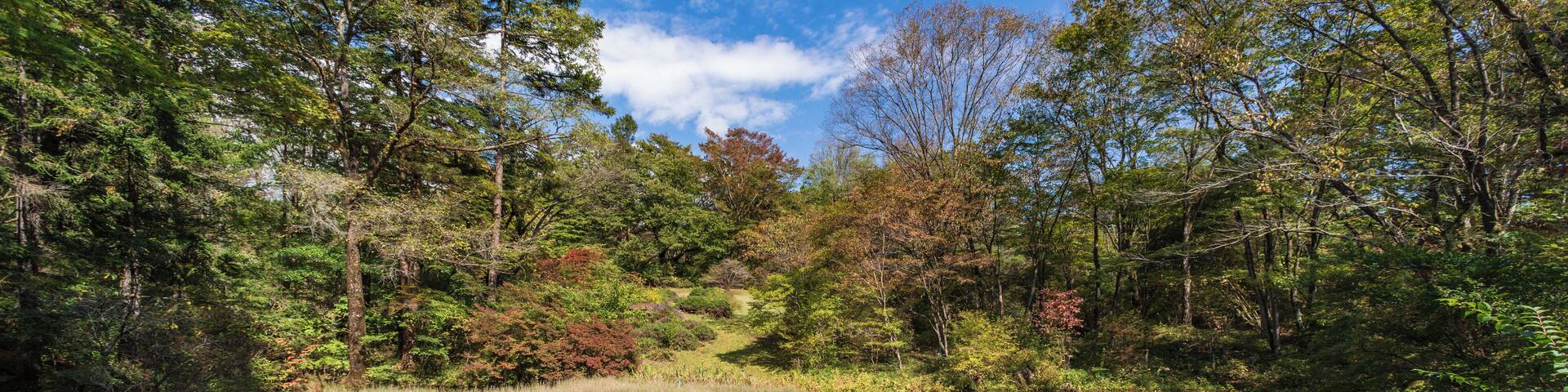 Nikko_NikkoBotanicalGarden_6102592-0863