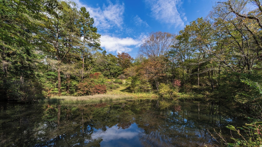 Nikko_NikkoBotanicalGarden_6102592-0863