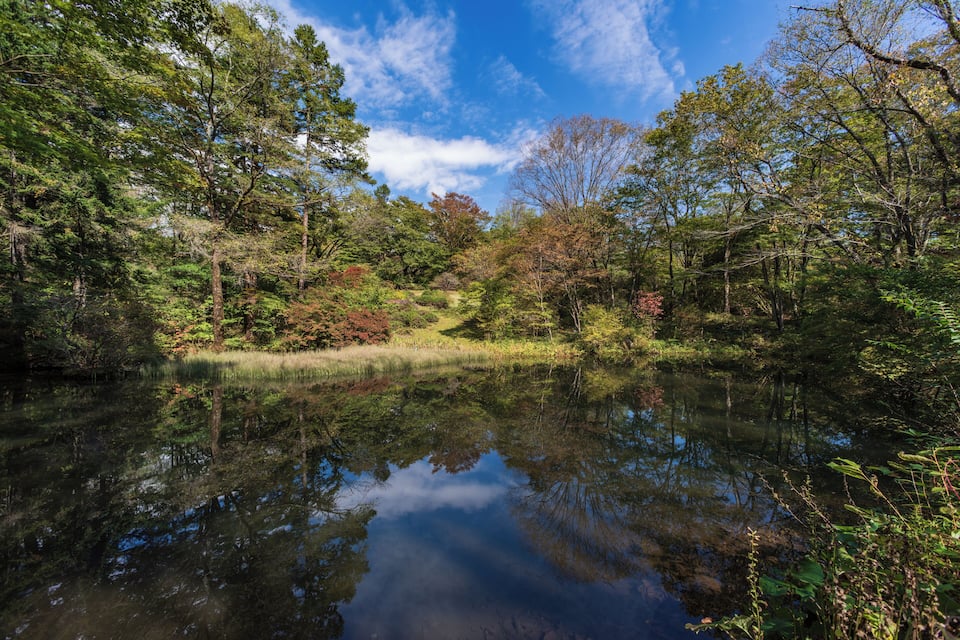 Un llac tranquil envoltaat per un bosc dens, amb reflexos d'arbres i cel.