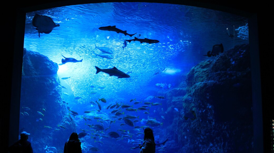 江の島水族館の巨大水槽