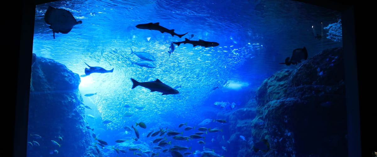 江の島水族館の巨大水槽