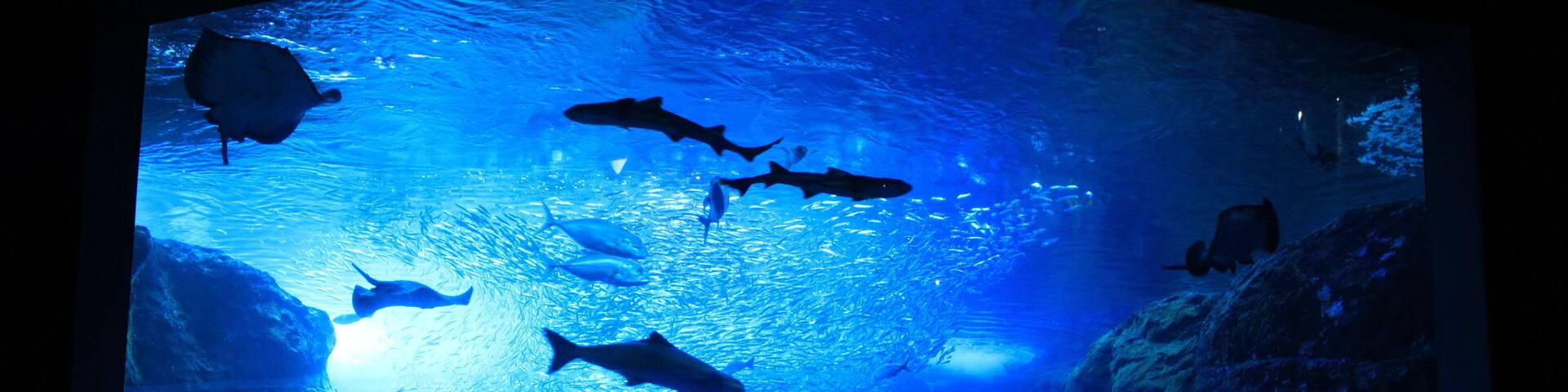 江の島水族館の巨大水槽