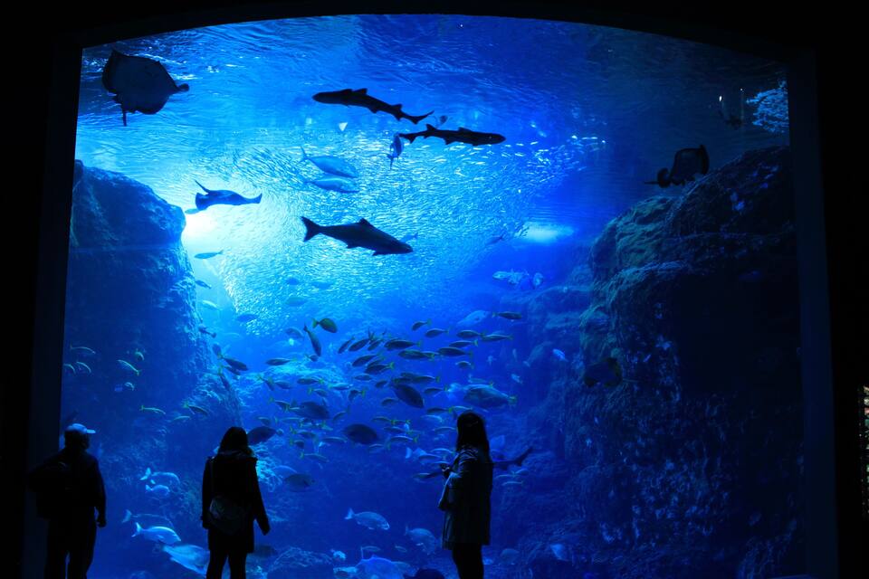 Un acuario con diversas especies de peces nadando en un tanque grande.