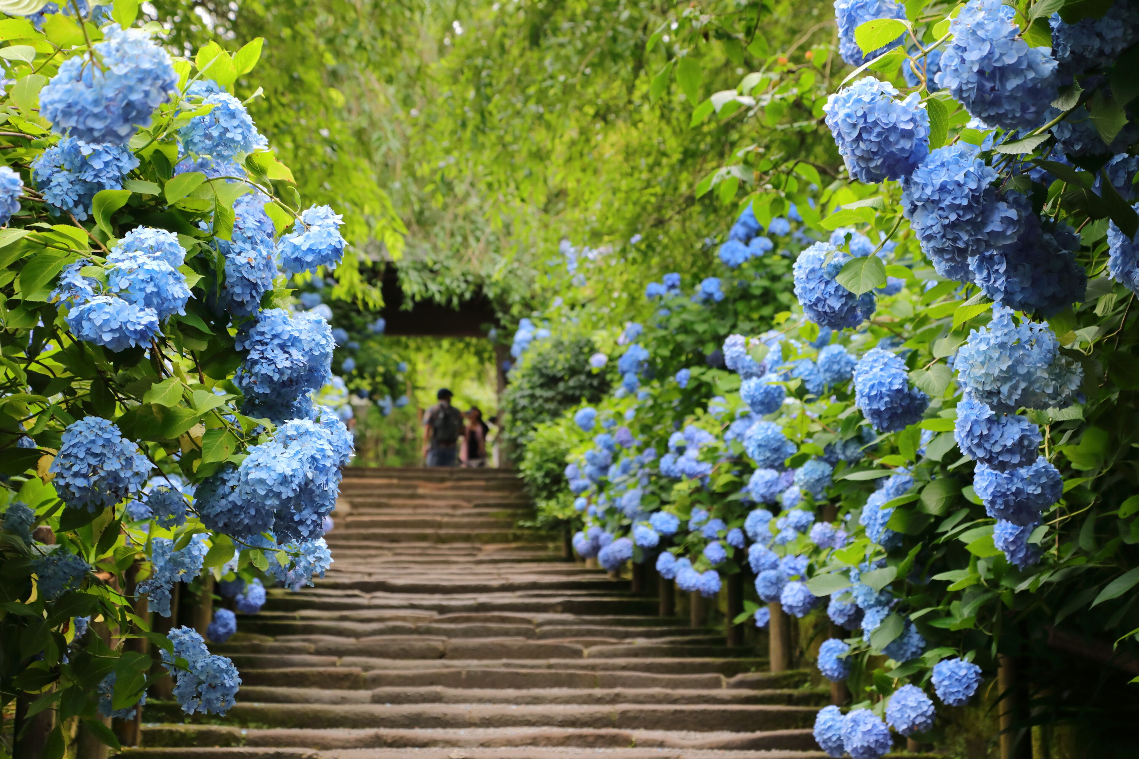 Hydrangea at Meigetsuin