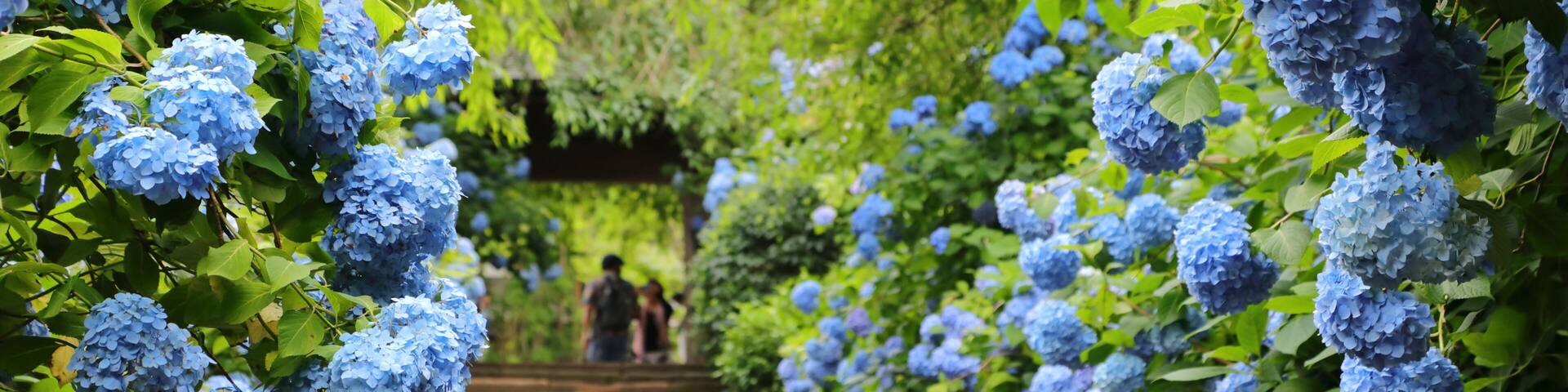 Hydrangea at Meigetsuin (Hydrangea Temple) Kamakura Japan