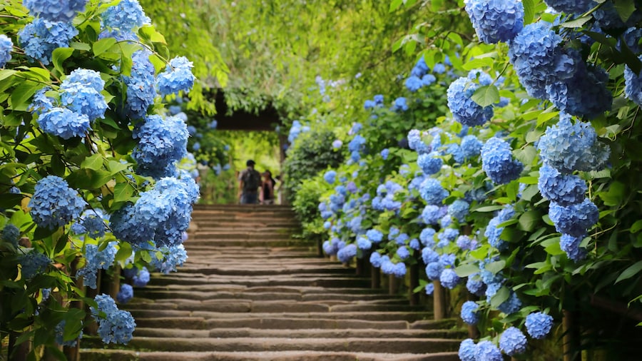 Hydrangea at Meigetsuin