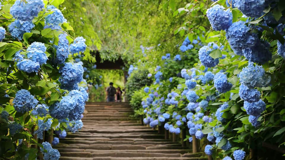 Hydrangea at Meigetsuin (Hydrangea Temple) Kamakura Japan