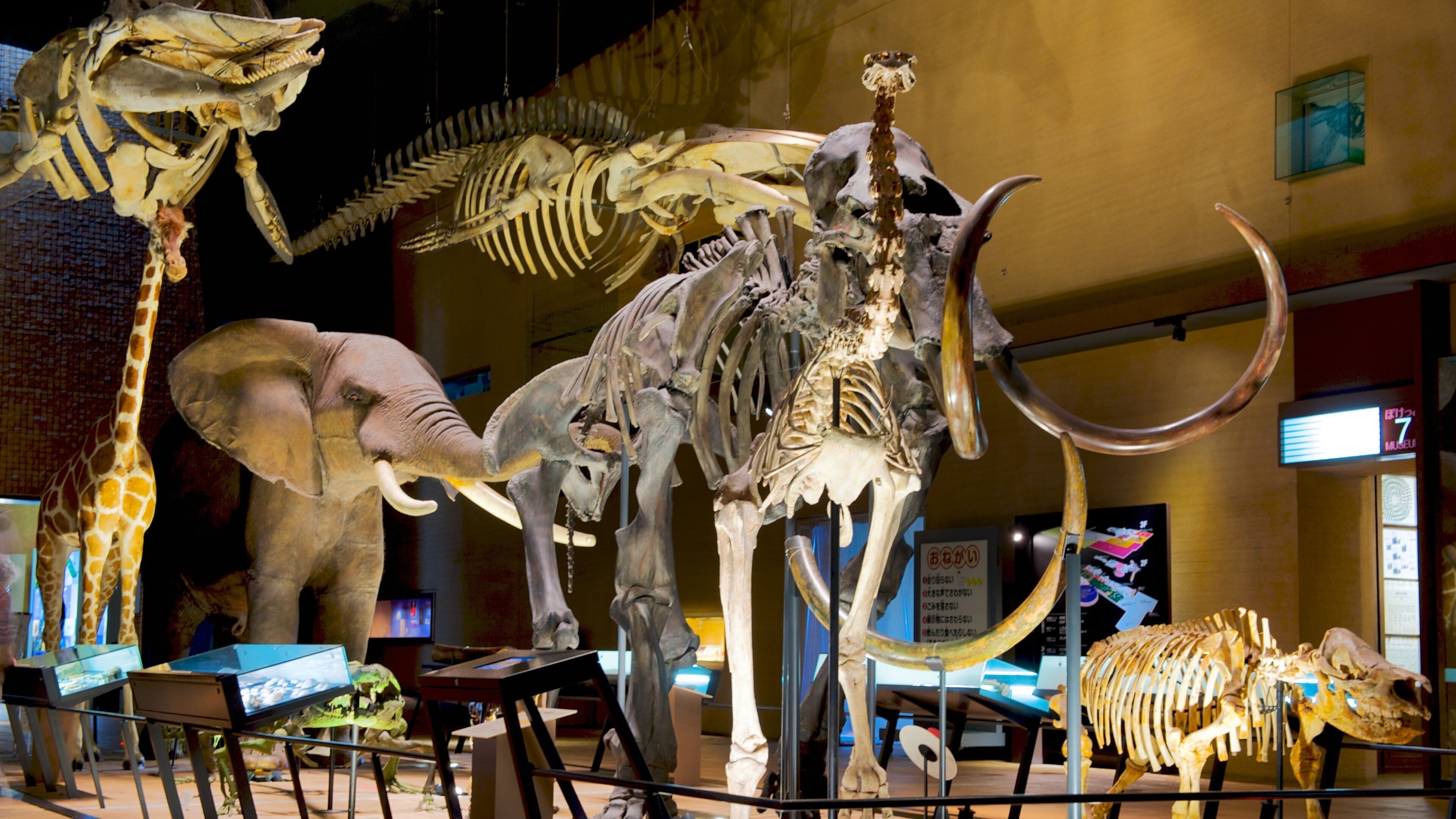 Museum of Natural and Human History featuring interior views