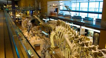 Musée de l\'Homme et d\'histoire naturelle qui includes vues intérieures