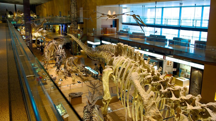 Musée de l\'Homme et d\'histoire naturelle qui includes vues intérieures