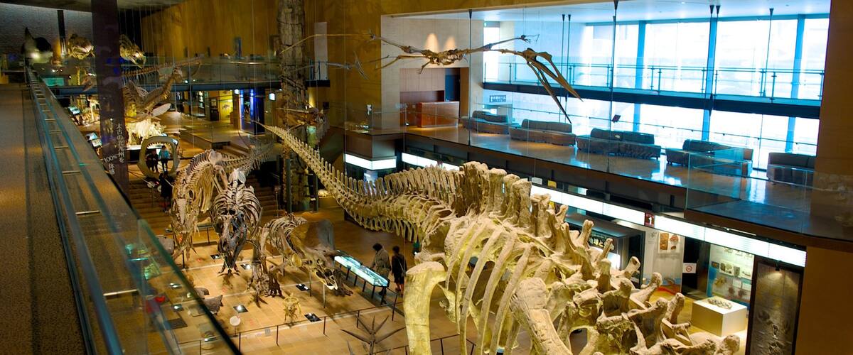 A museum with dinosaur skeletons on display.