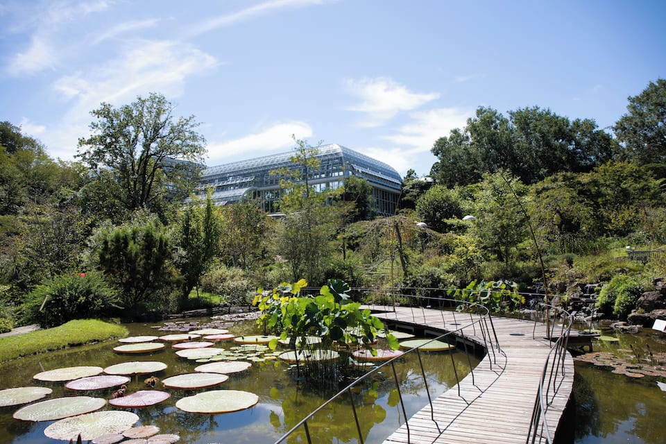 A pond with lily pads, a wooden bridge, and a modern building in the background.