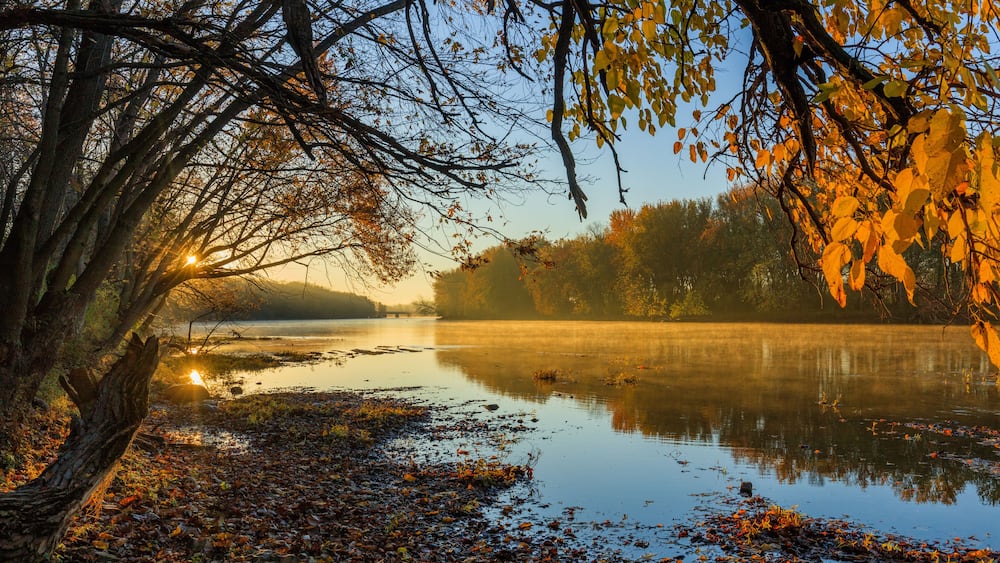 A calm lake with autumn leaves, a misty background, and a tree with bare branches.