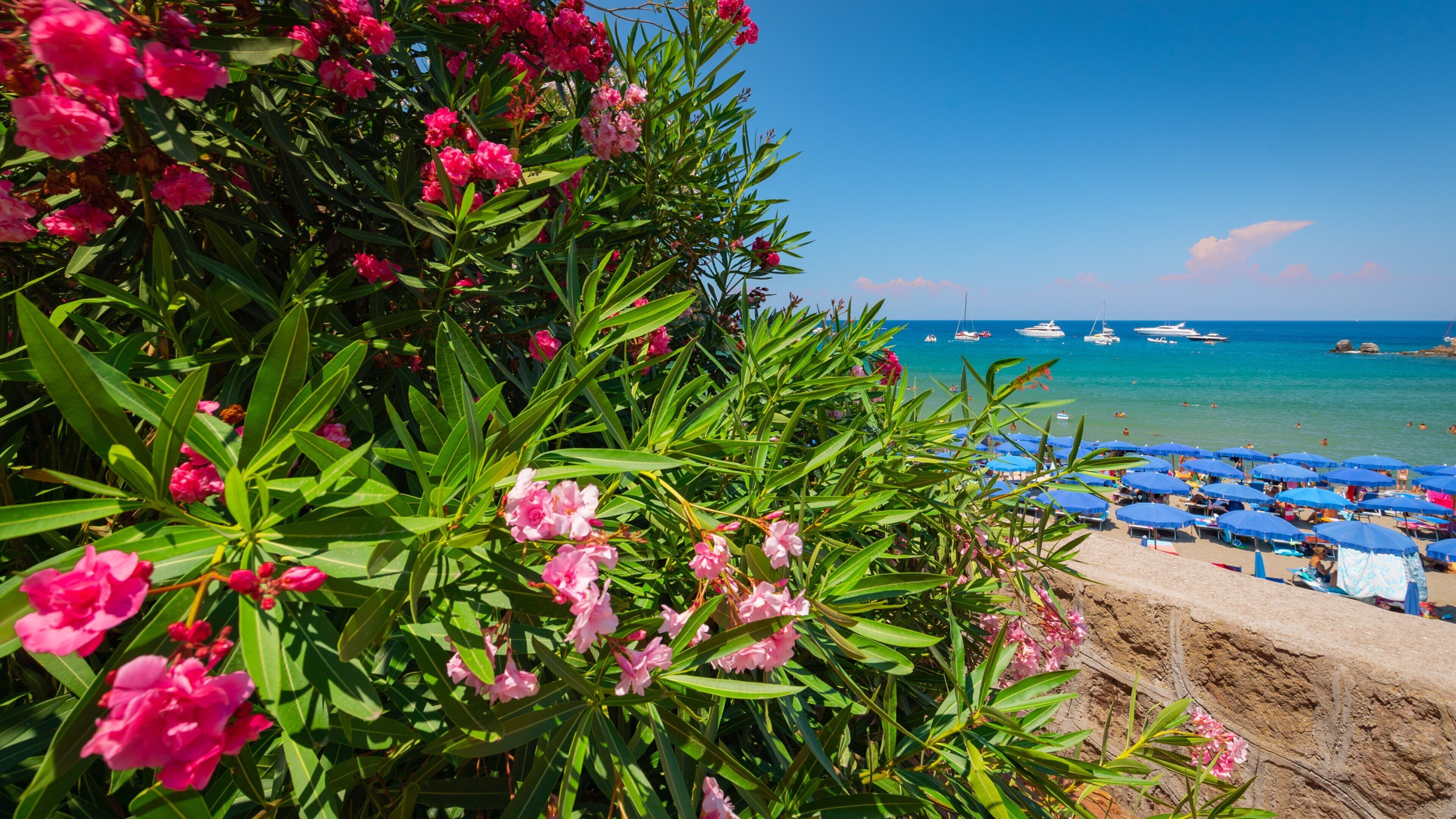Bay of San Montano showing a sandy beach, wildflowers and general coastal views