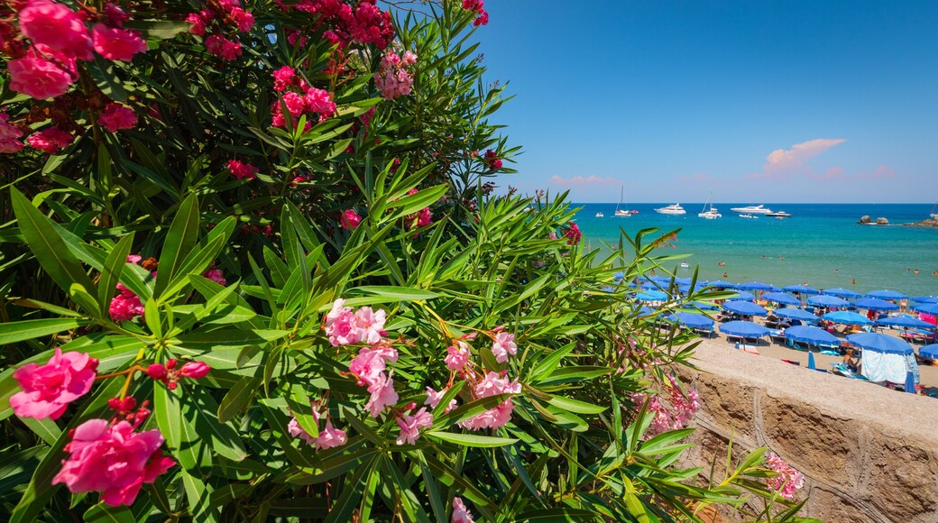 Bay of San Montano showing a sandy beach, wildflowers and general coastal views
